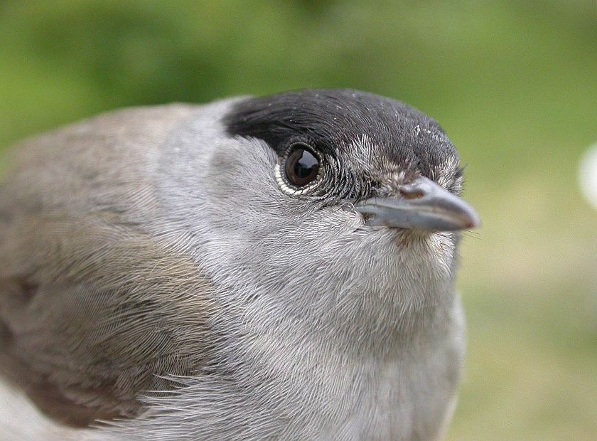 Blackcap, Digrans 20050530